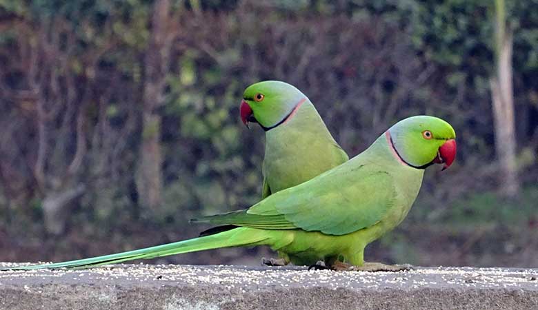 Parrocchetto dal Collare