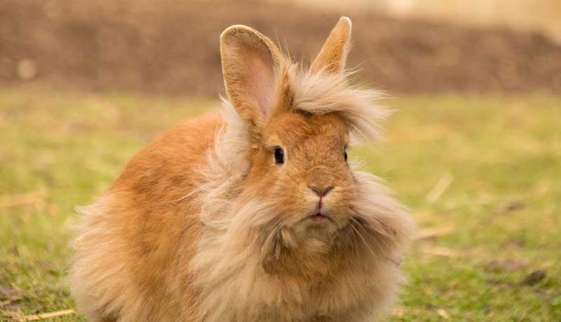 Coniglio Testa di Leone