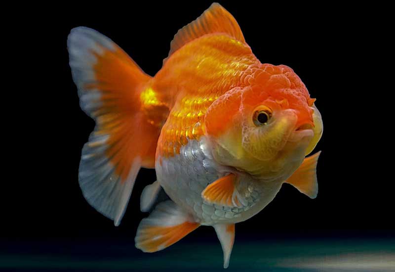 Pesce Rosso Oranda