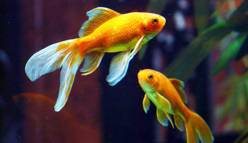 Pesci rossi in acquario