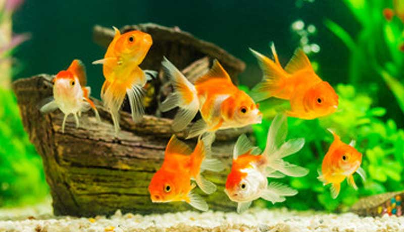 Gruppo di pesci rossi in acquario