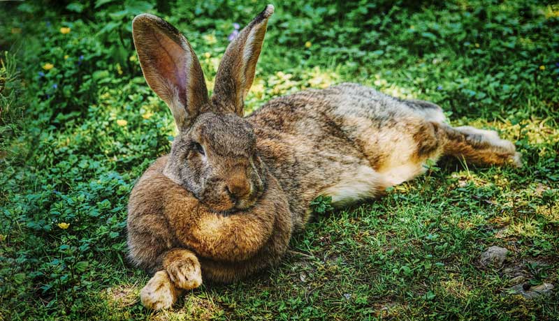 Coniglio Gigante delle Fiandre