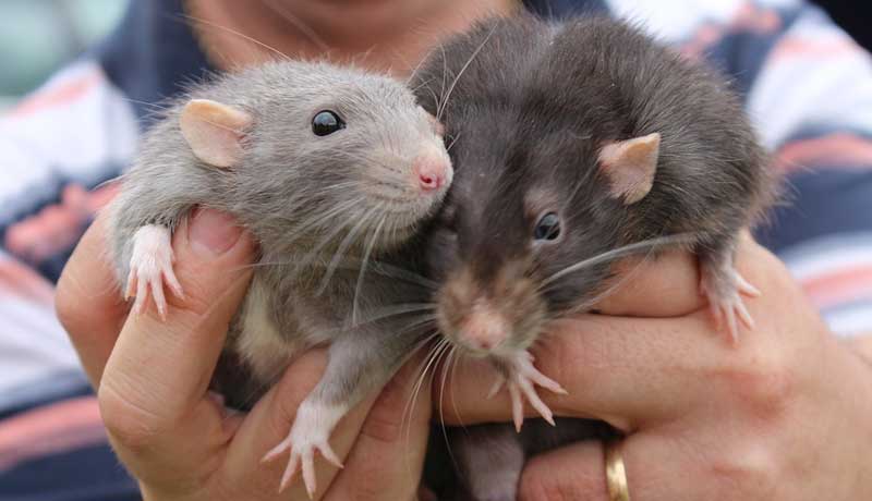 Caratteristiche dei ratti domestici