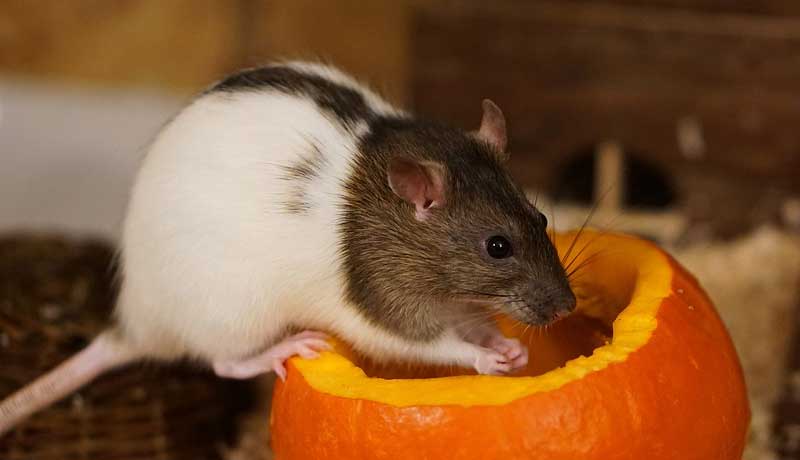 Alimenti per ratti domestici