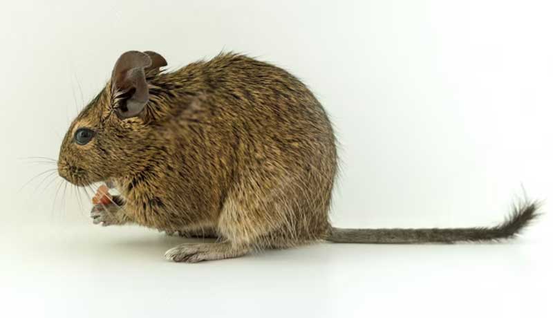 Degu