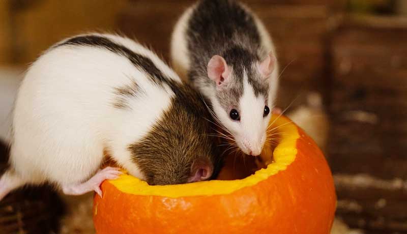 Ratti domestici che mangiano un'arancia