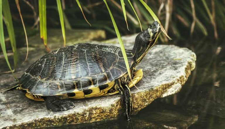 Tartaruga d'acqua dolce: il rettile acquatico più amato e diffuso