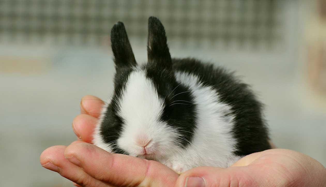 Curiosità coniglio domestico