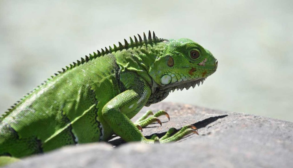 Iguana in Natura
