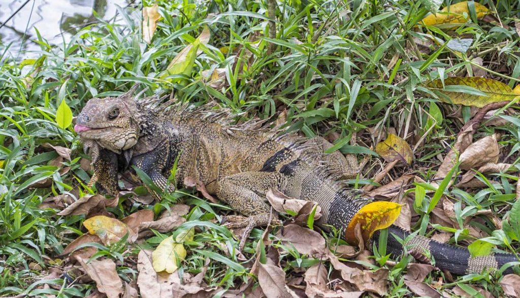 iguana è un rettile erbivoro