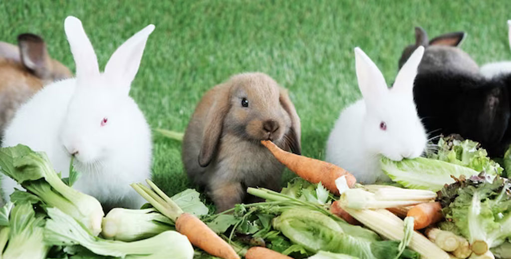 Cosa mangiano i conigli: mangime per conigli domestici