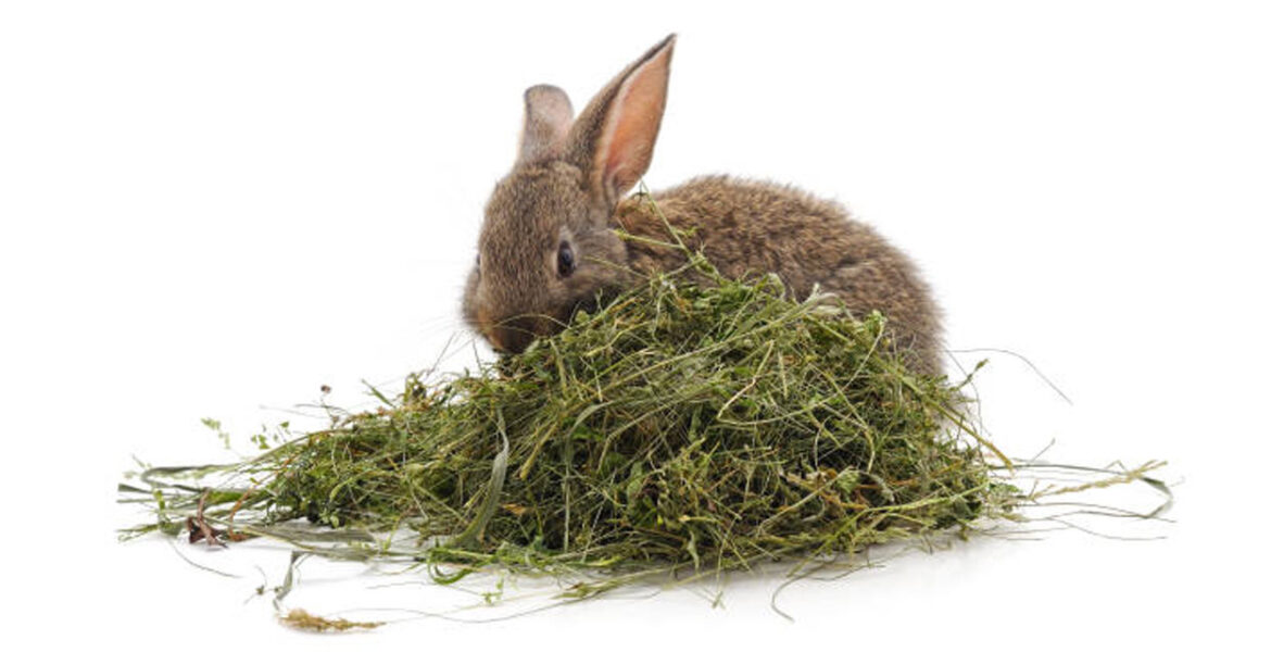 Fieno per Conigli