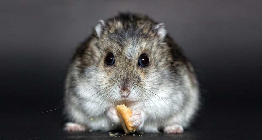 Cosa mangiano i criceti