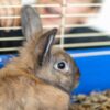 Gabbietta per coniglio